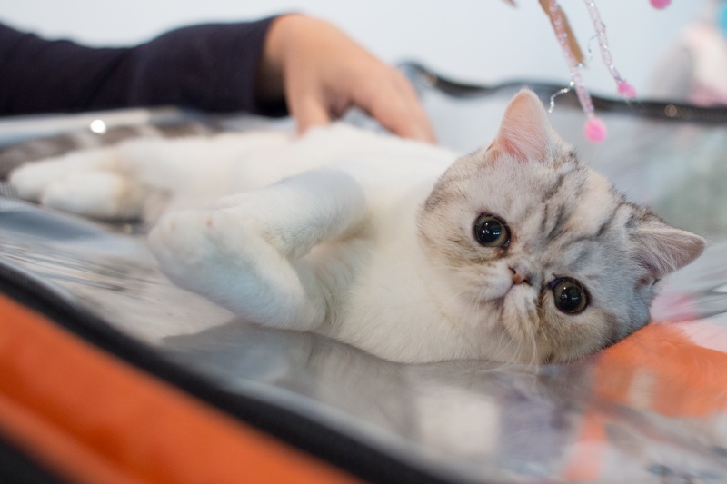 "Зважений і пухнастий": кіт Кекс виграв битву гігантів на виставці в Києві